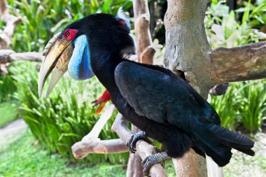 Male Hornbill on Bali, Indonesia clipart