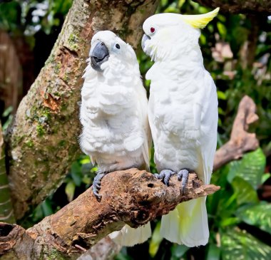 Yellow-crested white Cockatoo Parrot in nature surrounding clipart