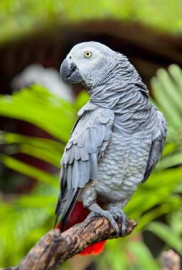 African Grey Parrot in nature surrounding clipart