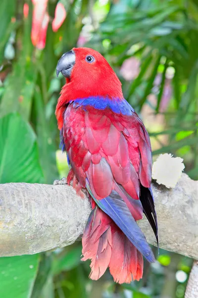 红色 lory 鹦鹉在周围的性质 — 图库照片