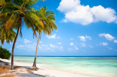 Palm trees hanging over a sandy white beach clipart