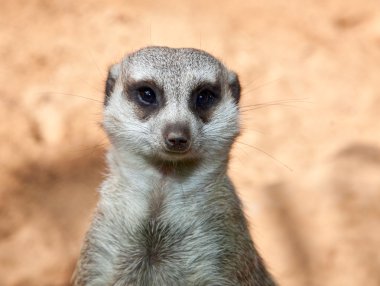 Meerkat on guard, portrait clipart