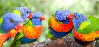 Australian rainbow lorikeets clipart