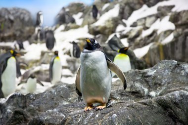 Crowded colony of Penguins on the stone coast clipart