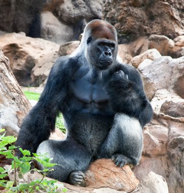 A large male silver of back gorilla sitting clipart