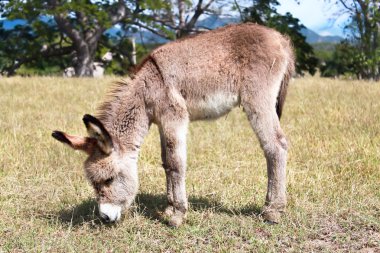 Young baby donkey pasture , Cuba clipart