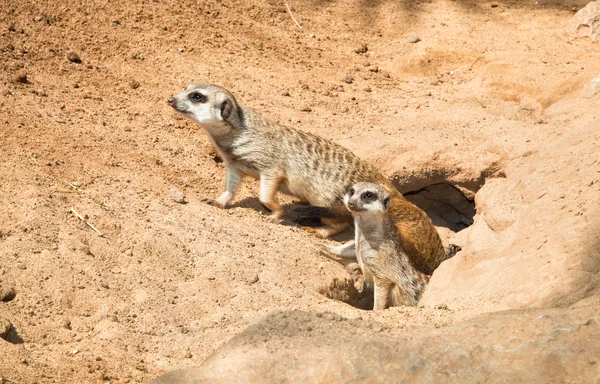 Rodzina meerkat, wychodzisz z ich otworów — Zdjęcie stockowe