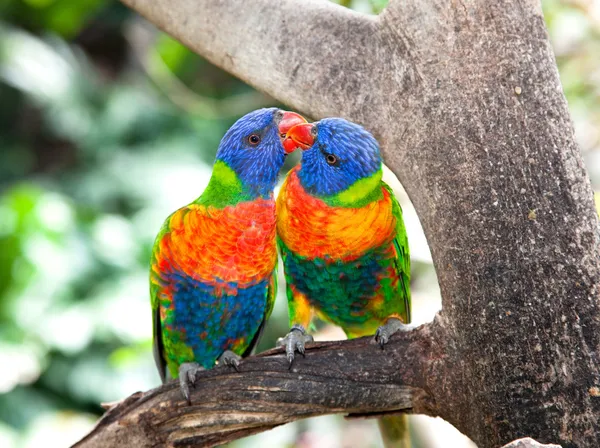 澳大利亚彩虹彩虹小鹦鹉喂食，昆士兰州. — 图库照片