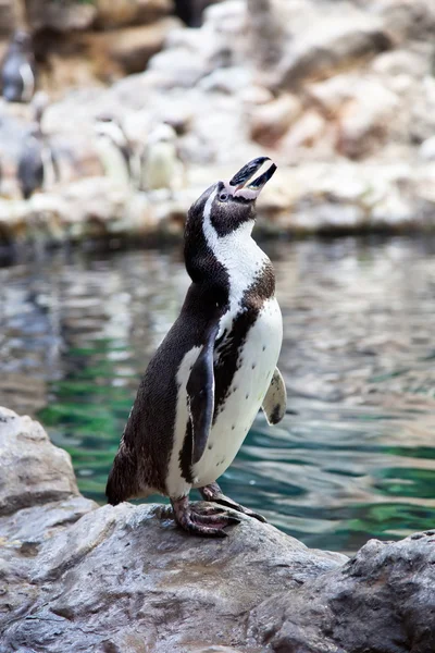 Tučňák Humboldtův na kamenné pobřeží — Stock fotografie
