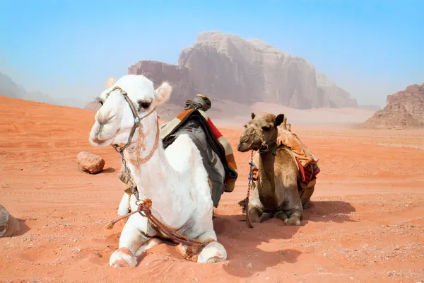 Wielbłądy odpocząć w wadi rum desert czerwony — Zdjęcie stockowe