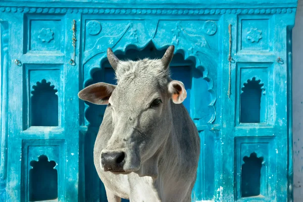Indiase heilige koe — Stockfoto