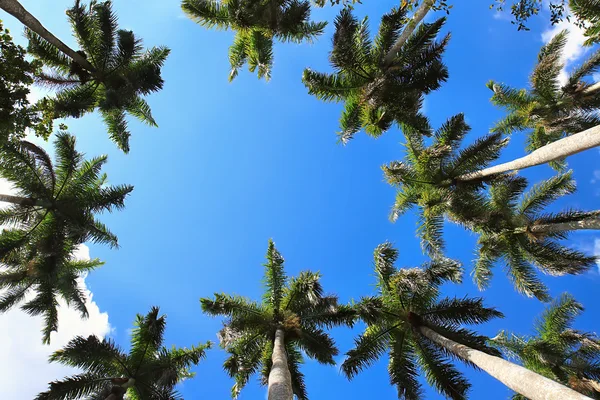 stock image Caribbean fan palms against the sky useful for background