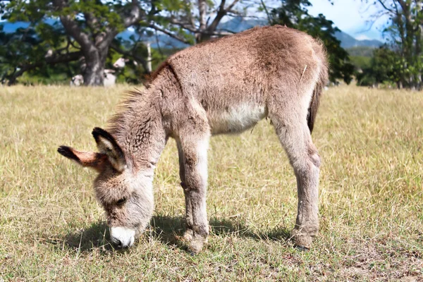 stock image Young baby donkey pasture , Cuba