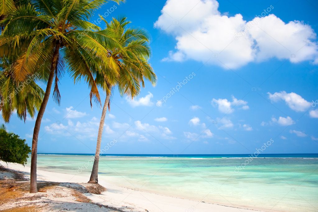Palm trees hanging over a sandy white beach