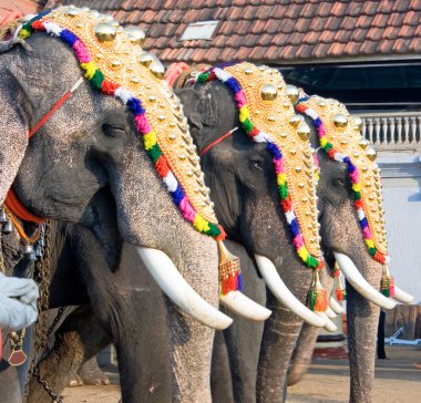 dekore filler geçit, cochin, Hindistan