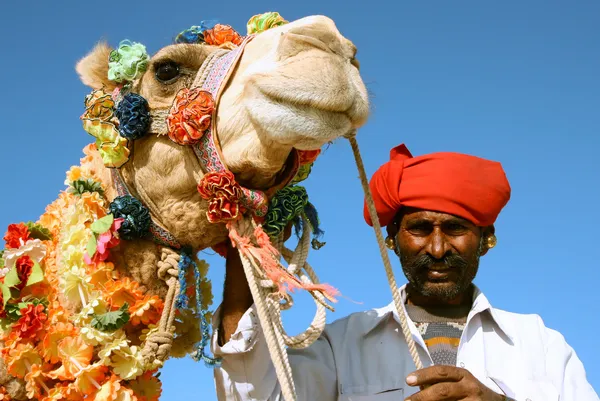 Camelo no safári — Fotografia de Stock