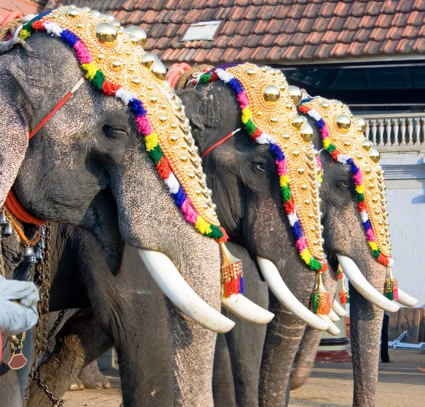 stock image Decorated elephants for parade , Cochin, India