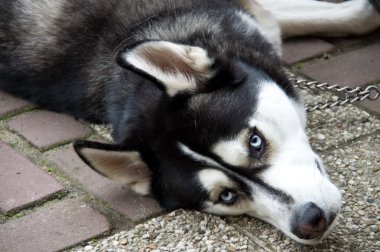 Mavi gözlü köpek.