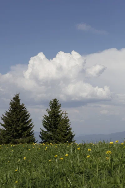 Mountain's trees — Stock Photo, Image