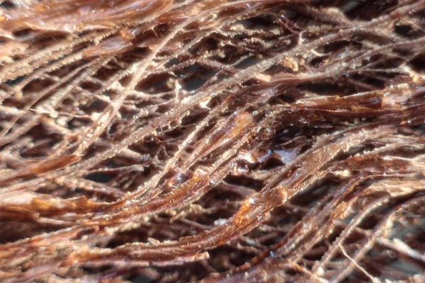 Bark fibers macro — Stock Photo, Image