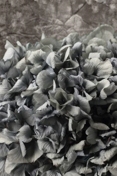 Μπλε hydrangea λουλούδι — Φωτογραφία Αρχείου