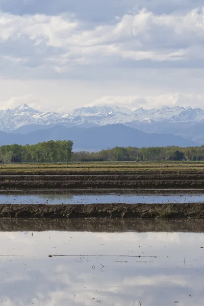 Cultivos de arroz bajo los Alpes, Italia — Foto de Stock