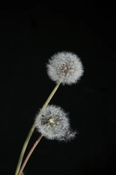 Two dandelion flowers — Stock Photo, Image