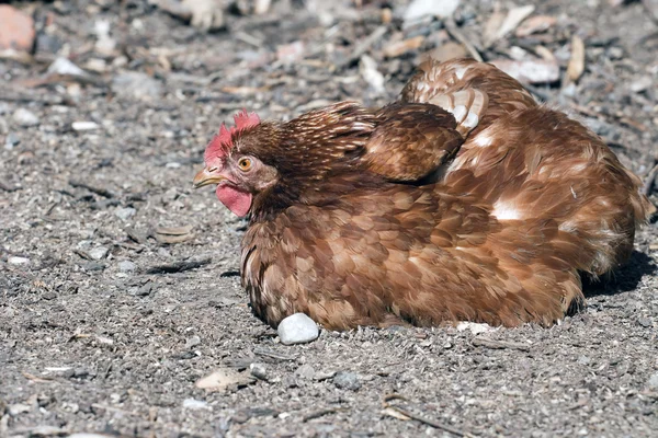 Chicken having rest — Stock Photo, Image