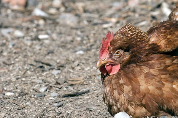 Schläfriges Huhn — Stockfoto