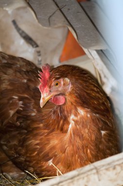 Hen on a nest of straw