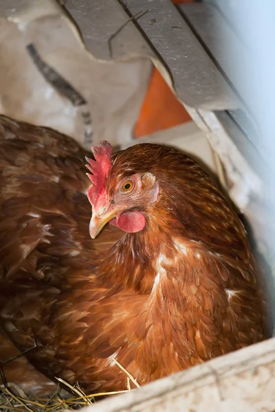 Hen on a nest of straw — Stock Photo, Image