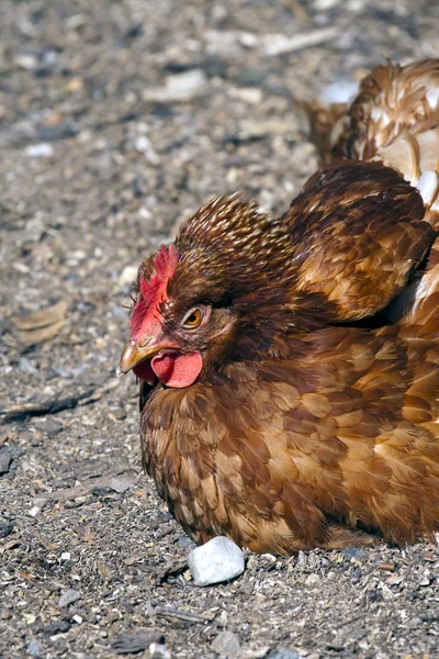 Hühner ruhen sich aus — Stockfoto