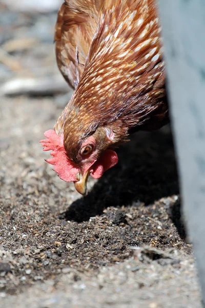 ไก่ฟรี — ภาพถ่ายสต็อก