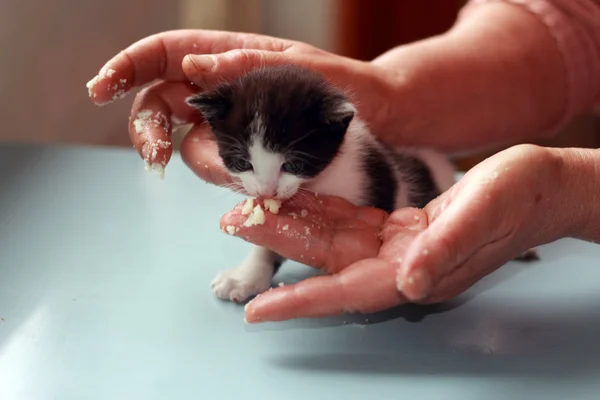 Weaning a cat — Stock Photo, Image