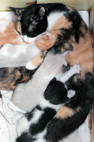 Família felina — Fotografia de Stock
