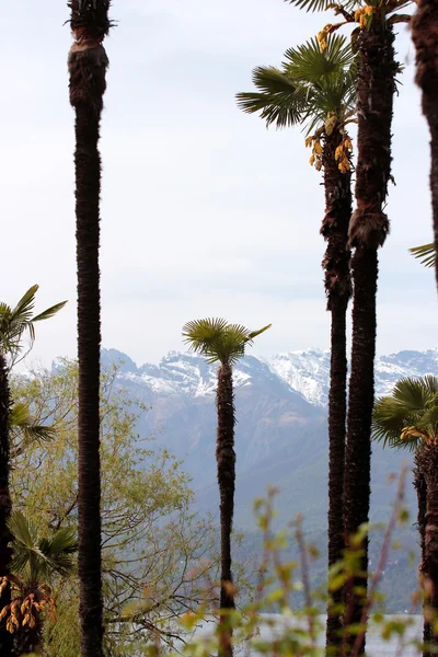Palm trees and Alps — Stock Photo, Image