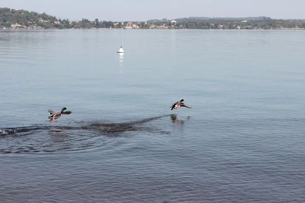 Flight of a wild duck — Stock Photo, Image