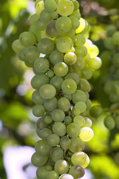 Uvas brancas — Fotografia de Stock
