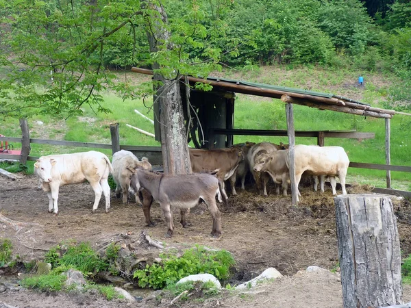 Коровы и ослы — стоковое фото