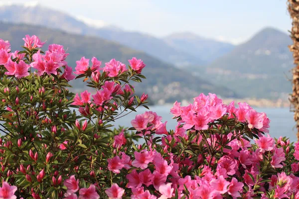 杜鹃花朵反对的阿尔卑斯山和在意大利的马焦雷湖 — 图库照片