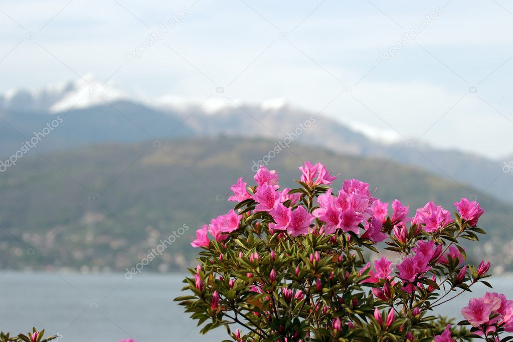 Azalea Flowers against the alps and Maggiore lake in Italy