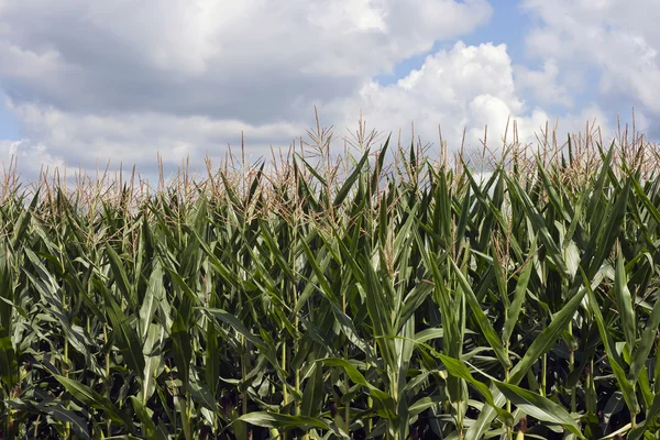 stock image Corn crop