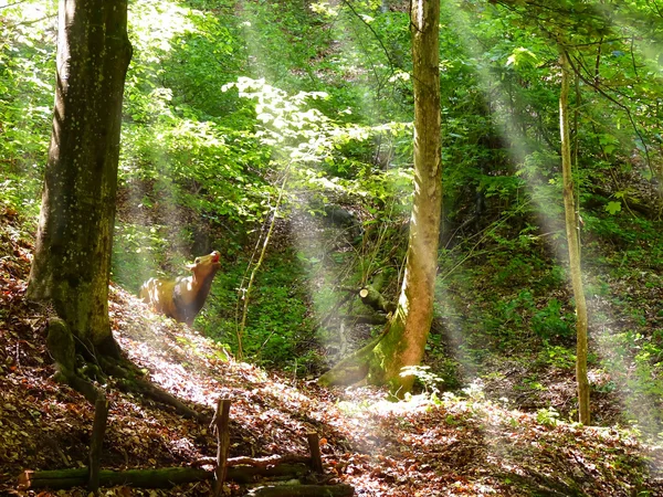 Ležící jelen v lese — Stock fotografie