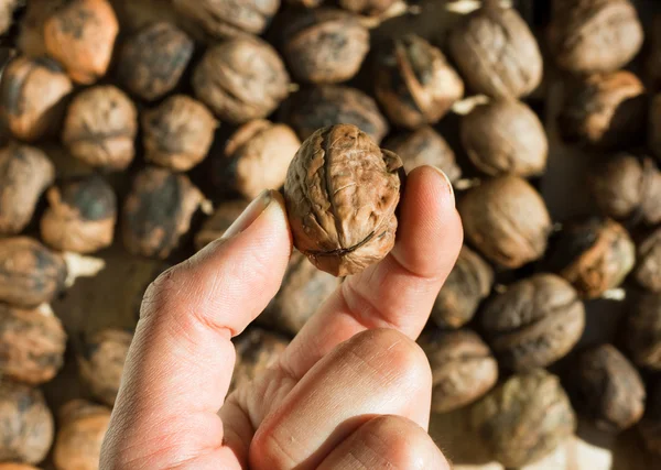 Showing a walnut — Stock Photo, Image