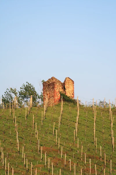 Vineyard and rural building — Stock Photo, Image