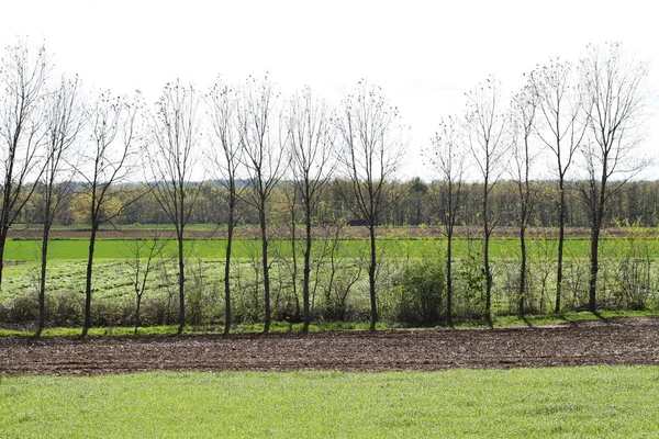 Trees in a row — Stock Photo, Image