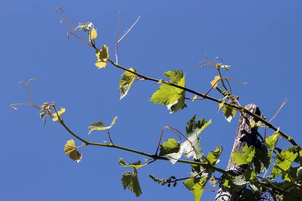 stock image Vineyard