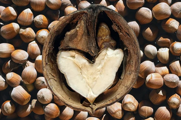 Milující ořechy — Stock fotografie