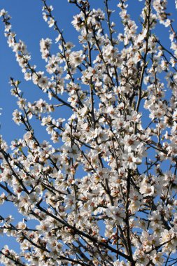 Almond tree in bloom clipart