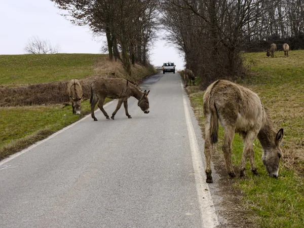 Donkeys Feeding on a Road — Stock Photo, Image